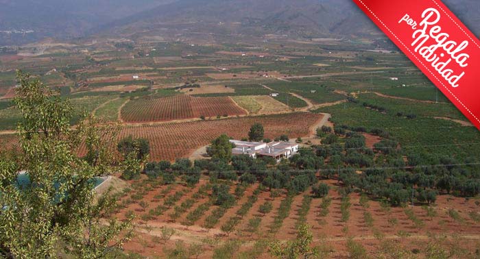 Visita Guiada a Bodega Cortijo El Cura + Cata de Vinos + Botella de Tinto Reserva Ecológico
