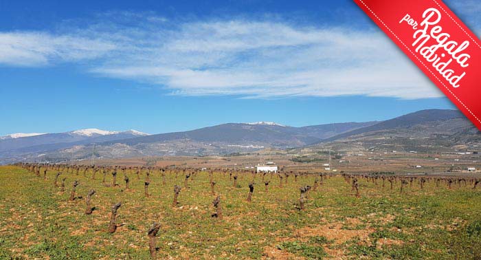 Visita Guiada a Bodega Cortijo El Cura + Cata de Vinos + Botella de Tinto Reserva Ecológico