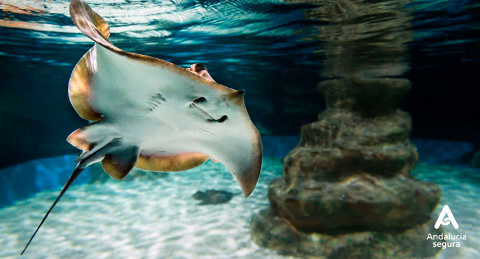 Ven a disfrutar con la familia al Aquarium de Roquetas de Mar descubriendo el fondo Marino