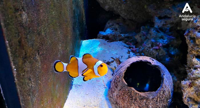 Ven a disfrutar con la familia al Aquarium de Roquetas de Mar descubriendo el fondo Marino