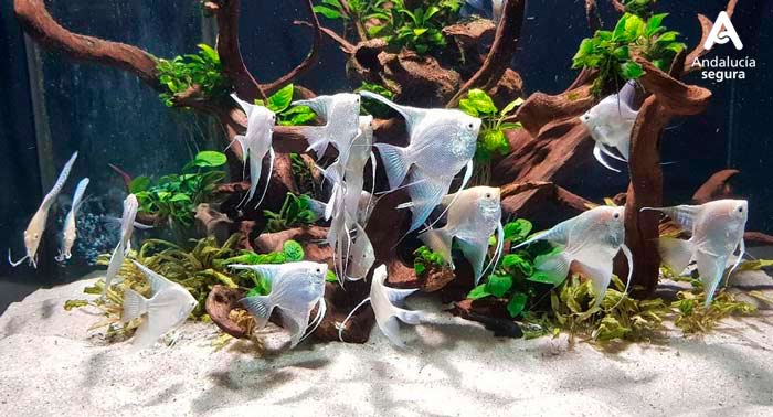 Ven a disfrutar con la familia al Aquarium de Roquetas de Mar descubriendo el fondo Marino