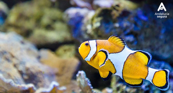 Ven a disfrutar con la familia al Aquarium de Roquetas de Mar descubriendo el fondo Marino
