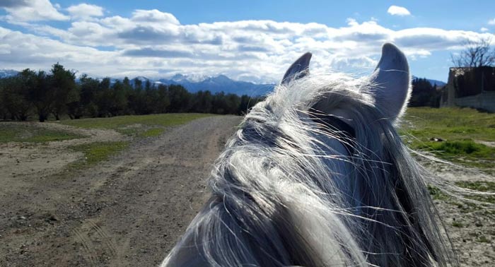 ¡Experiencia única! Disfruta de una increíble Ruta a Caballo de 1 hora en Finca Malpasillo