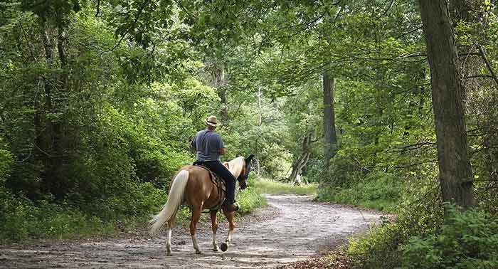 ¡Experiencia única! Disfruta de una increíble Ruta a Caballo de 1 hora en Finca Malpasillo