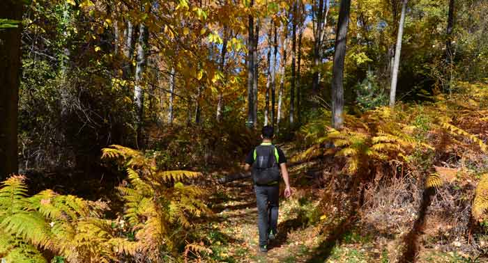 ¡Pack Zen! Tirolina + Senderismo + Meditación y Relajación + Baños de Bosque + Infusión + Fotos