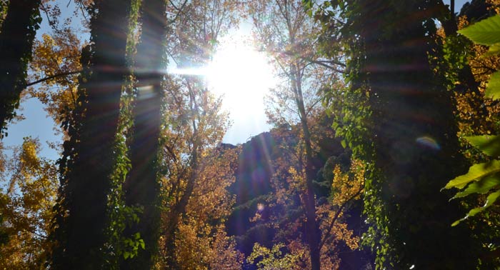 ¡Pack Zen! Tirolina + Senderismo + Meditación y Relajación + Baños de Bosque + Infusión + Fotos