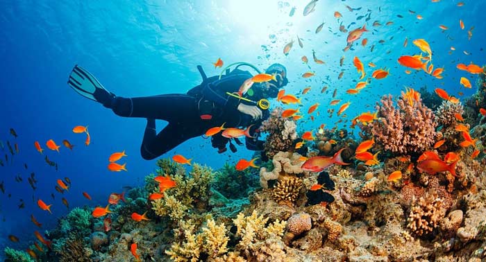 Descubre los secretos marinos de Cabo de Gata con este Curso Buceo OPEN WATER PSS 