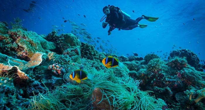 Descubre los secretos marinos de Cabo de Gata: Curso Buceo privado OPEN WATER PSS 