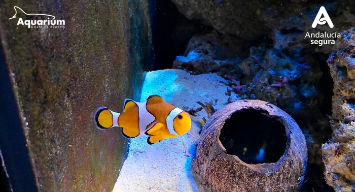 Ven a disfrutar con la familia al Aquarium de Roquetas de Mar descubriendo el fondo Marino