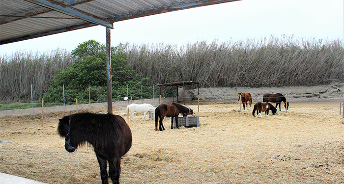 Regala una experiencia inolvidable de 2h: Visita a PonyClub + Cuidado de Ponis + Paseo en Poni