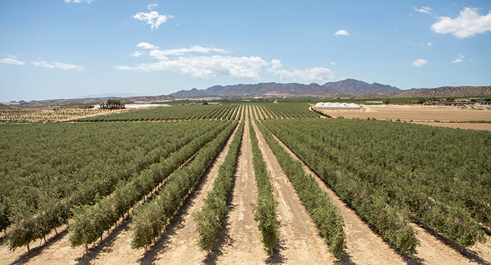 Ruta Oleo Almanzora y Geoda Pulpí + Desayuno Maridaje/Degustación AOVE + Sala Negra y Castillo