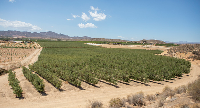 Ruta Oleo Almanzora y Geoda Pulpí + Desayuno Maridaje/Degustación AOVE + Sala Negra y Castillo