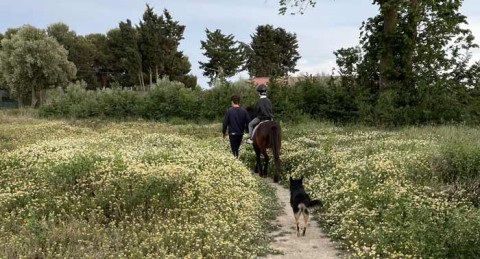 Regala una experiencia inolvidable de 2h: Visita a PonyClub + Cuidado de Ponis + Paseo en Poni