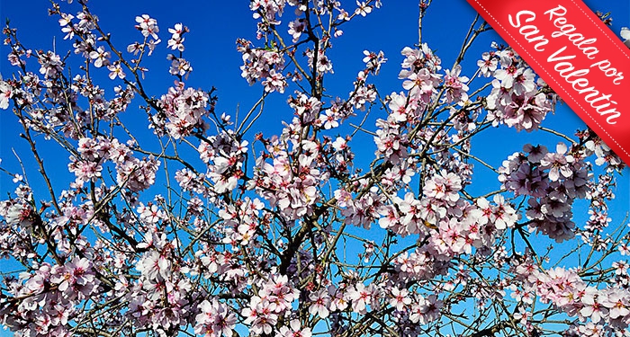 Ruta del Almendro en Flor por Sorbas + Menú Platos típicos de Almería