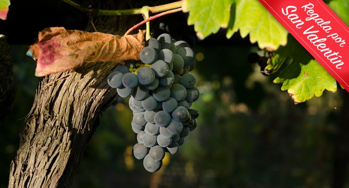 Visita Guiada a Bodega Piedras Blancas + Cata de Vinos + Botella de Vino 