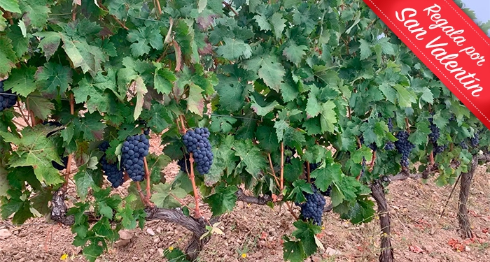 Visita Guiada a Bodega Piedras Blancas + Cata de Vinos + Botella de Vino 