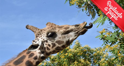 ¡Disfruta en familia de la belleza salvaje de la naturaleza! Entradas para Terra Natura Murcia