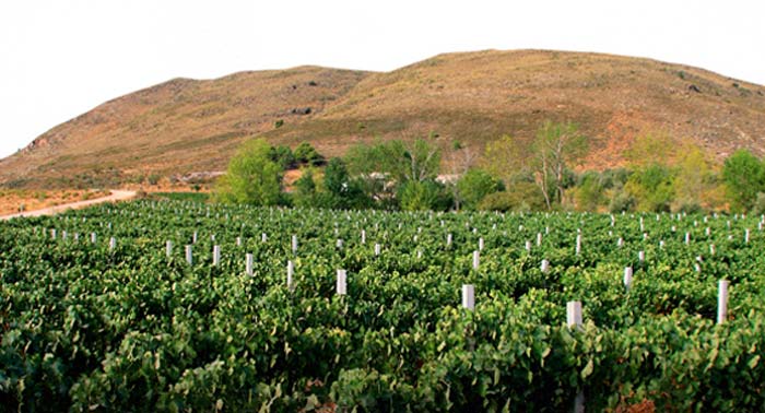 Enoturismo con Visita, Cata de 3 Vinos y Degustación Gastronómica Bodega Condado Ojancos