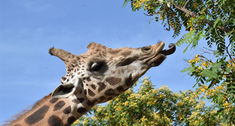 ¡Disfruta en familia de la belleza salvaje de la naturaleza! Entradas para Terra Natura Murcia
