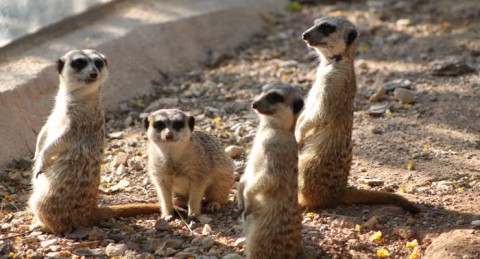 ¡Escapada en Familia! Alojamiento + Terra Natura + Jacuzzi privado + Cava + Desayuno