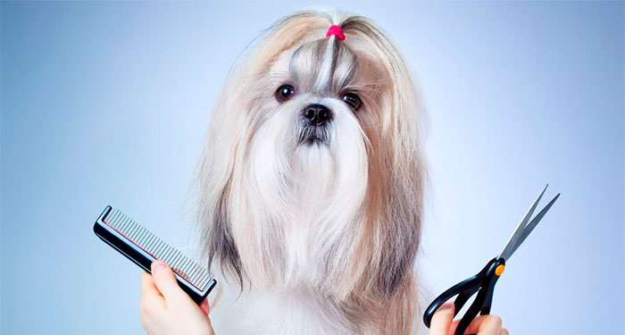 Sesión de Peluquería Canina: Lavado, Corte, Limpieza de orejas, Glándulas y Uñas