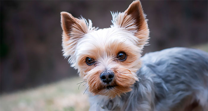 Sesión de Peluquería Canina: Lavado, Corte, Limpieza de orejas, Glándulas y Uñas