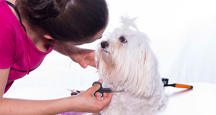 Sesión de Peluquería Canina: Lavado, Corte, Limpieza de orejas, Glándulas y Uñas