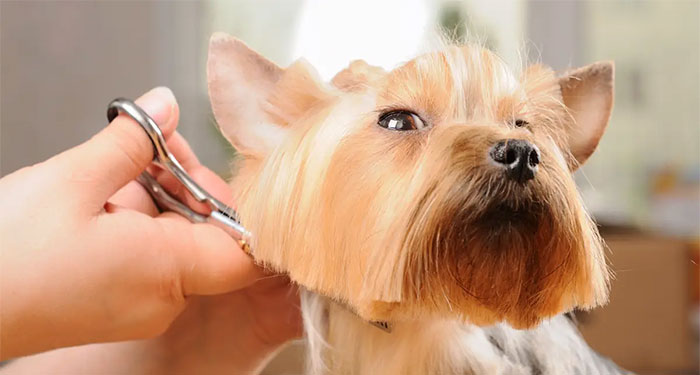 Sesión de Peluquería Canina: Lavado, Corte, Limpieza de orejas, Glándulas y Uñas