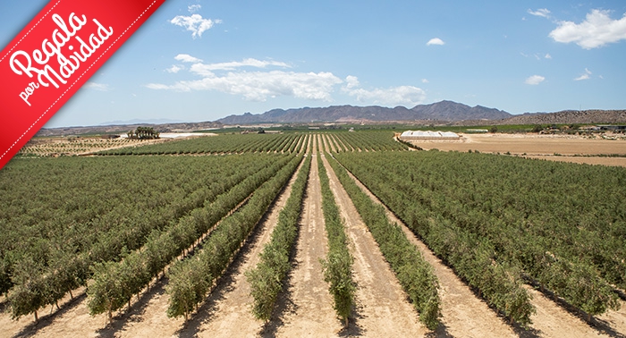 Ruta Oleo Almanzora y GEODA PULPÍ + Degustación AOVE + Sala Negra y Castillo