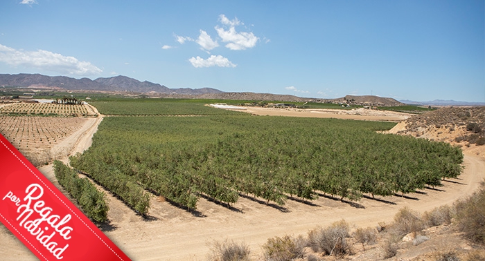 Ruta Oleo Almanzora y GEODA PULPÍ + Degustación AOVE + Sala Negra y Castillo