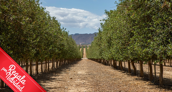 Ruta Oleo Almanzora y GEODA PULPÍ + Degustación AOVE + Sala Negra y Castillo