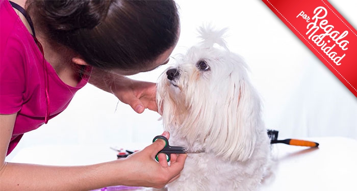 Sesión de Peluquería Canina: Lavado, Corte, Limpieza de orejas, Glándulas y Uñas
