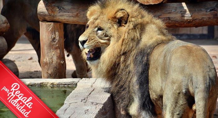 ¡Escapada en Familia! Alojamiento + Terra Natura + Jacuzzi privado + Cava + Desayuno