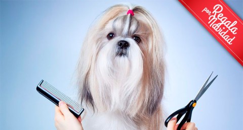 Sesión de Peluquería Canina: Lavado, Corte, Limpieza de orejas, Glándulas y Uñas