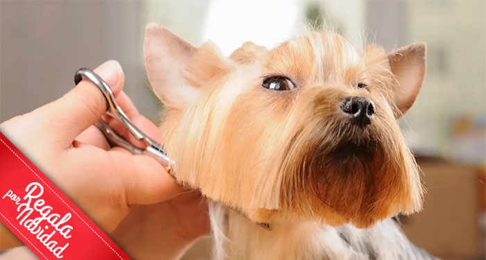 Sesión de Peluquería Canina: Lavado, Corte, Limpieza de orejas, Glándulas y Uñas