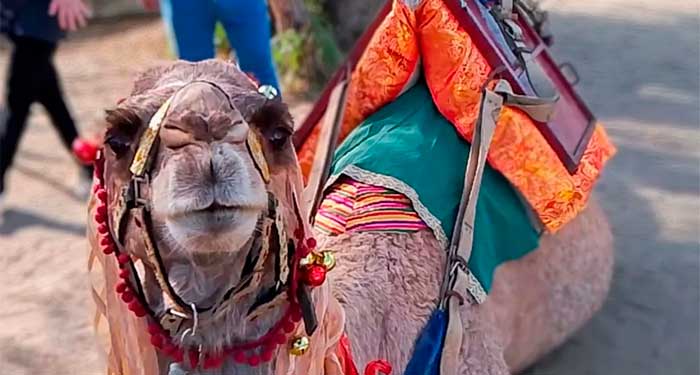 Fiesta de Navidad en la Granja de los Camellos: Visita Rey Mago, Taller Manualidades, Gymkana..