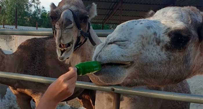 Fiesta de Navidad en la Granja de los Camellos: Visita Rey Mago, Taller Manualidades, Gymkana..