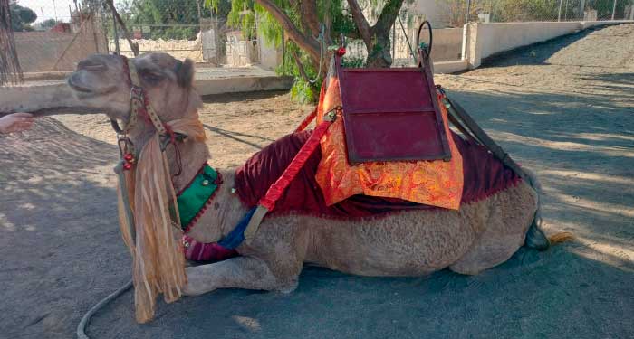 Fiesta de Navidad en la Granja de los Camellos: Visita Rey Mago, Taller Manualidades, Gymkana..