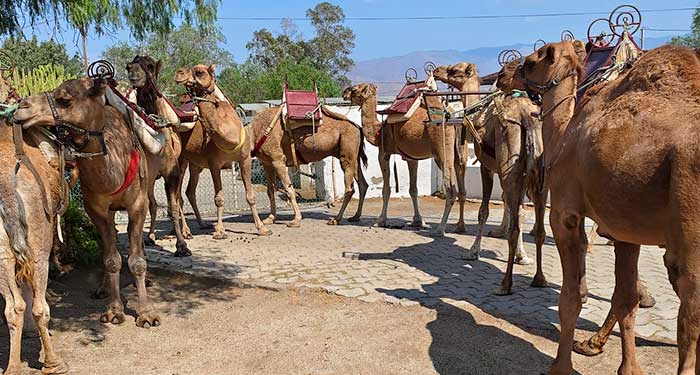 Fiesta de Navidad en la Granja de los Camellos: Visita Rey Mago, Taller Manualidades, Gymkana..