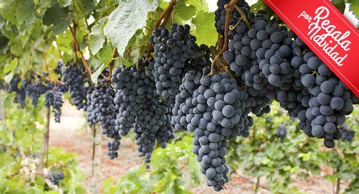 El regalo perfecto: Visita Guiada a Bodega con Cata y Aperitivos en Bodegas Perfer