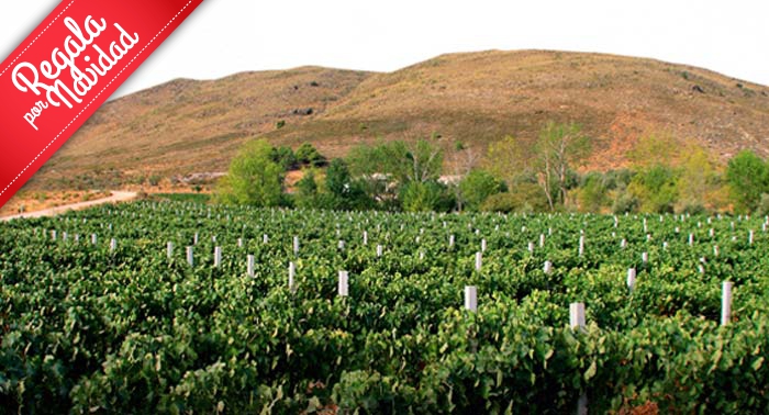 Enoturismo con Visita, Cata de 3 Vinos y Degustación Gastronómica Bodega Condado Ojancos