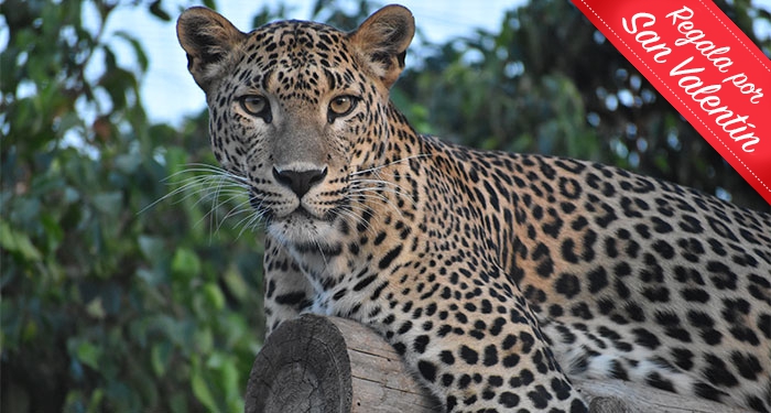 ¡Disfruta en familia de la belleza salvaje de la naturaleza! Entradas para Terra Natura Murcia