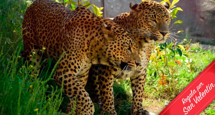 ¡Disfruta en familia de la belleza salvaje de la naturaleza! Entradas para Terra Natura Murcia