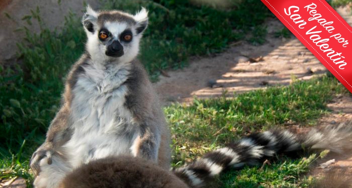 ¡Disfruta en familia de la belleza salvaje de la naturaleza! Entradas para Terra Natura Murcia