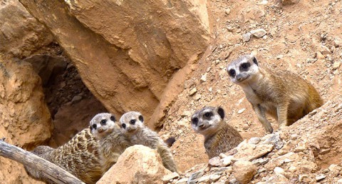 ¡Disfruta en familia de la belleza salvaje de la naturaleza! Entradas para Terra Natura Murcia