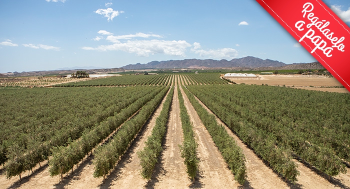 Ruta Oleo Almanzora y GEODA PULPÍ + Degustación AOVE + Sala Negra y Castillo