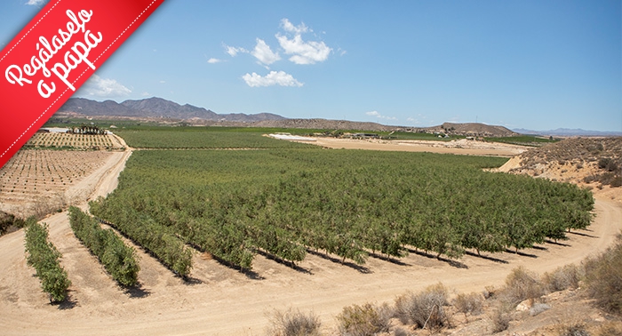 Ruta Oleo Almanzora y GEODA PULPÍ + Degustación AOVE + Sala Negra y Castillo