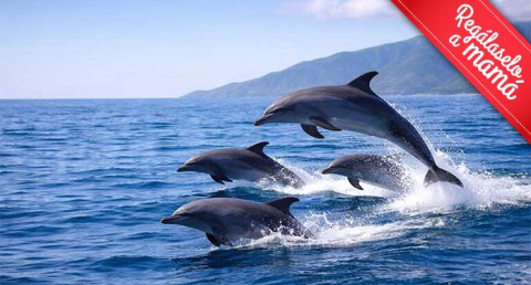 Ruta en Barco de 7h + Avistamiento de Delfines + Comida y Bebidas Ecológica