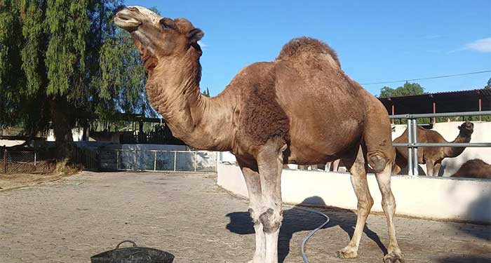 Busqueda Huevos de Pascua y Conoce a los Camellos en la Granja: Regalos, Manualidades, Gymkana