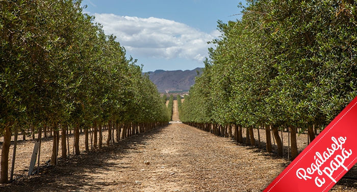 Ruta Oleo Almanzora y GEODA PULPÍ + Degustación AOVE + Sala Negra y Castillo